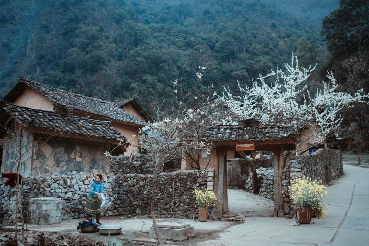 Hà Giang mùa xuân ở đâu cũng là hoa lê hoa mận nở trắng núi đồi