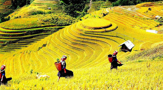 Ruộng bậc thang La Pán Tẩn