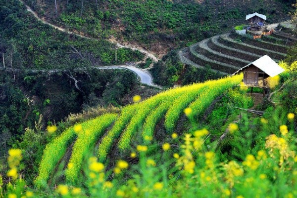 Mù Cang Chải mùa xuân