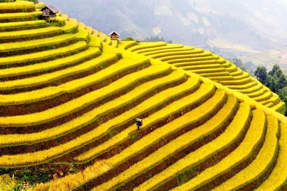 Mù Cang Chải mùa lúa chín
