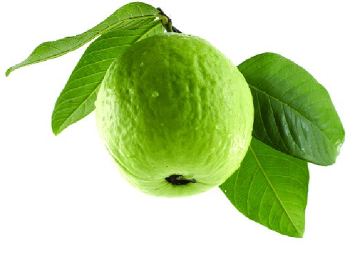 Qủa ổi là thực phẩm giàu vitamin C và canxi